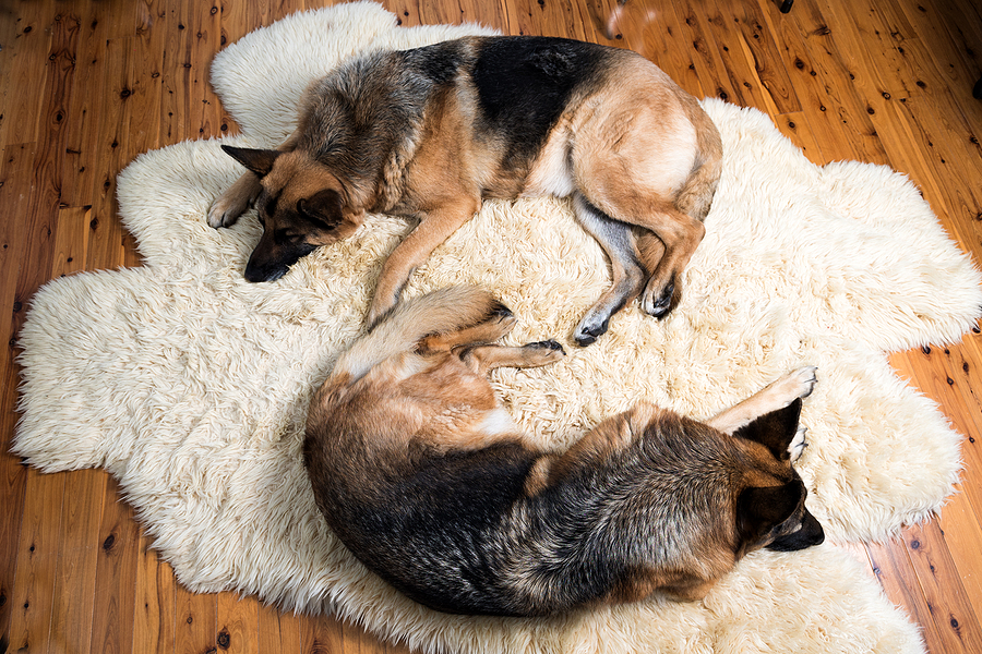Two German Shepherds sleeping on a sheepskin rug